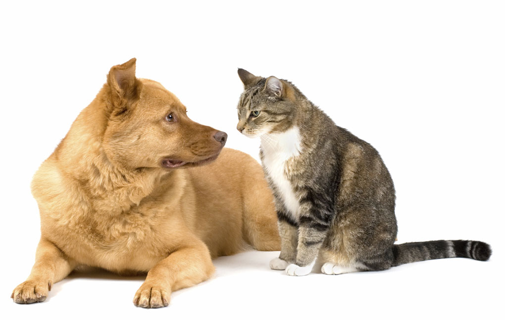 Cat and dog